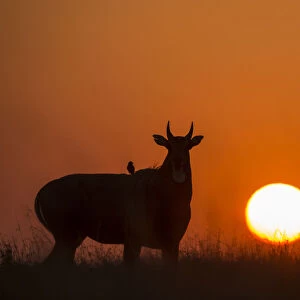 Nilgai or Blue bull (Boselaphus tragocamelus), silhouette of male at sunset, with
