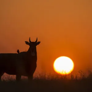 Le nilgai ou Bouc bleu (Boselaphus tragocamelus), silhouette de mâle au coucher du soleil, avec. Le nilgai ou Bouc bleu (Boselaphus tragocamelus), silhouette de mâle au coucher du soleil, avec.