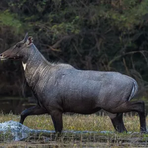 Nilgai Print: Male walking through water in Keoladeo Ghana National Park Nilgai Print: Male walking through water in Keoladeo Ghana National Park