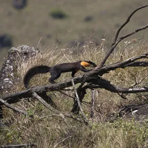 Nilgiri marten (Martes gwatkinsii) walking on a fallen branch in Mukurthi National Park