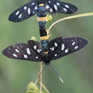 Nine-spotted moth (Amata / Syntomis phegea) pair mating, San Marino, May 2009
