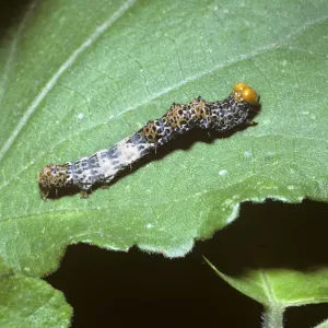 Noctuid moth caterpillar (Noctuidae) mimicing a bird-dropping in tropical dry forest Noctuid moth caterpillar (Noctuidae) mimicing a bird-dropping in tropical dry forest