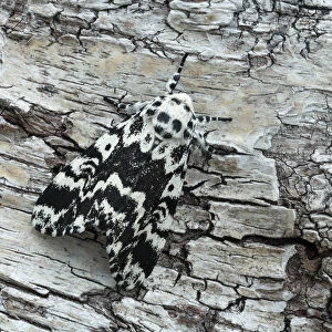 Noctuiid moth (Panthea coenobita) resting on bark. Ostretin, Pardubice, Czech Republic