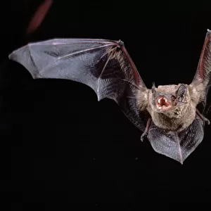 Noctule Bat in flight showing teeth, Germany