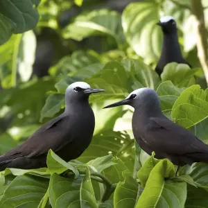 Anous stolidus couple sur l'île Heron, Grand Barrière de corail du sud, Queensland.