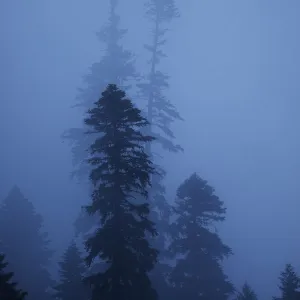 Nordmann fir (Abies nordmanniana) trees in fog, near Dombay, Teberdinsky biosphere reserve