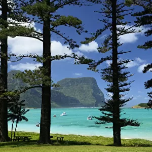 Norfolk Island pine trees (Araucaria heterophylla) near lagoon with Mount Lidgbird