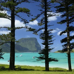 Norfolk Island pine trees (Araucaria heterophylla) near lagoon with Mount Lidgbird