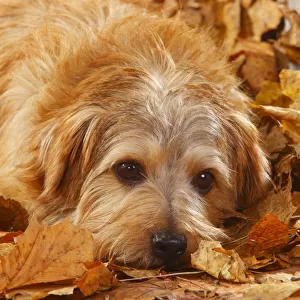 Norfolk terrier portrait, lying in autumn foliage