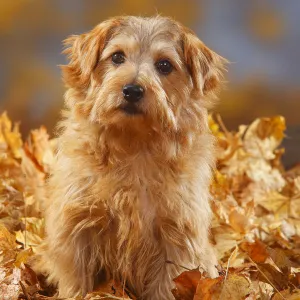 Norfolk Terrier portrait sitting in autumn foliage