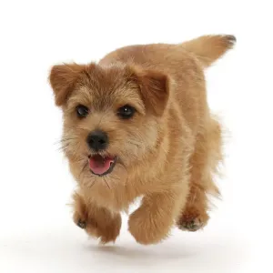Perro terrier de Norfolk, con 7 meses de edad, corriendo, retrato. Perro terrier de Norfolk, con 7 meses de edad, corriendo, retrato.