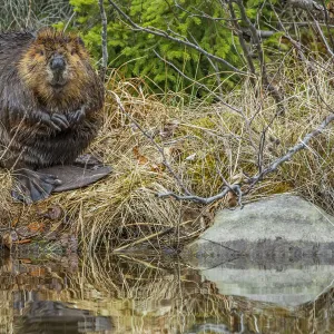 North American Beaver (Castor canadensis) grooming at the side of the pond. Acadia National Park