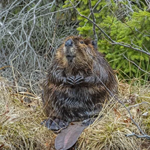 North American Beaver (Castor canadensis) grooming. Acadia National Park, Maine, USA