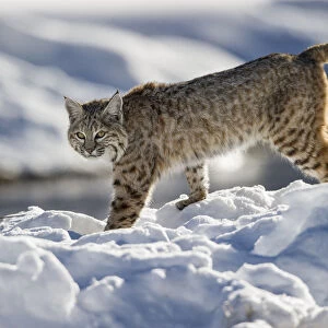 North American Bobcat (Lynx rufus) stalking along Madison River. Yellowstone National Park