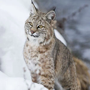 North American Bobcat (Lynx rufus) stalking along the edge of the Madison River. Yellowstone National Park, Wyoming, USA. January