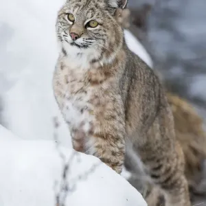 Gatto selvatico nordamericano (Lynx rufus) in agguato lungo il bordo del fiume Madison. Parco Nazionale di Yellowstone, Wyoming, USA. Gennaio. Gatto selvatico nordamericano (Lynx rufus) in agguato lungo il bordo del fiume Madison. Parco Nazionale di Yellowstone, Wyoming, USA. Gennaio.