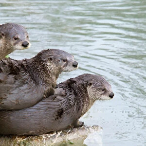 Three North American / Canadian Otters (Lutra canadensis) lying on each other by water