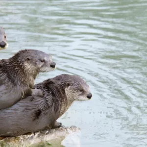 Three North American / Canadian Otters (Lutra canadensis) lying on each other by water