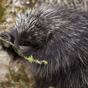 North American porcupine (Erethizon dorsatum), feeding on a young spruce tree. Vermont, USA