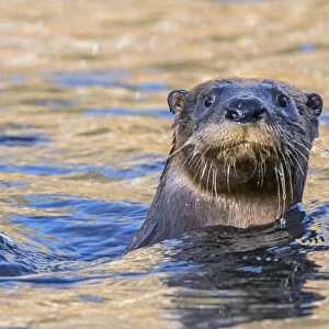 North American river otter (Lontra canadensis) swimming with head above water