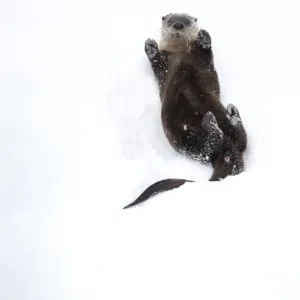 North American river otter (Lontra canadensis) on back, rolling on snow bank North American river otter (Lontra canadensis) on back, rolling on snow bank