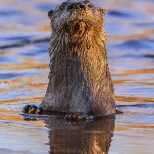 North American River Otter (Lontra canadensis) looking up curiously in a beaver pond North American River Otter (Lontra canadensis) looking up curiously in a beaver pond