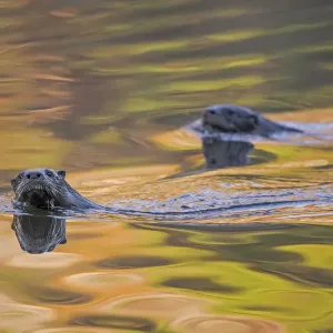 North American River Otter Print: Two Swimming Near Surface North American River Otter Print: Two Swimming Near Surface