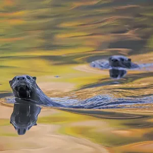 Mapache de América del Norte (Lontra canadensis) dos en el agua con árboles otoñales reflejados. Mapache de América del Norte (Lontra canadensis) dos en el agua con árboles otoñales reflejados.