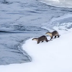 Lontra nordamericana del fiume (Lutra canadiensis), due in piedi all'orlo di Upper congelato. Lontra nordamericana del fiume (Lutra canadiensis), due in piedi all'orlo di Upper congelato.