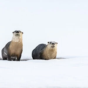 North American river otter (Lutra canadiensis) two on frozen river edge