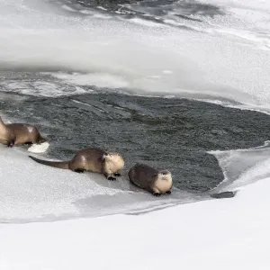North American river otters (Lutra canadiensis) probaly female with two juveniles North American river otters (Lutra canadiensis) probaly female with two juveniles