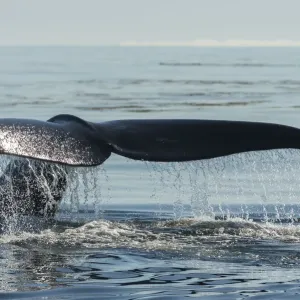 Ballena azul del norte (Eubalaena glacialis) de la aleta caudal, bahía de Fundy, Canadá. Ballena azul del norte (Eubalaena glacialis) de la aleta caudal, bahía de Fundy, Canadá.