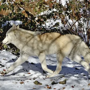 North-western wolf (Canis lupus occidentalis) captive occurs in northwestern USA North-western wolf (Canis lupus occidentalis) captive occurs in northwestern USA