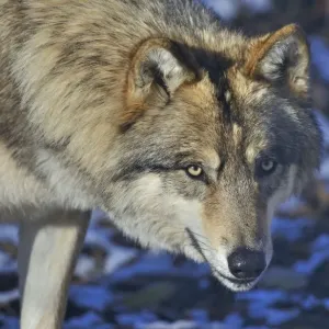 North-western wolf print, captive portrait in the USA and Canada North-western wolf print, captive portrait in the USA and Canada