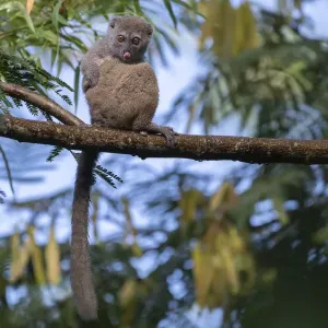 Northern Bamboo Lemur Print in Tree Northern Bamboo Lemur Print in Tree