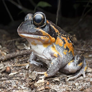 Northern banjo frog (Limnodynastes terraereginae), northern heathlands