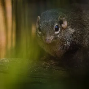 Northern / Belangers Tree Shrew (Tupaia belangeri) seen through leaves. Captive