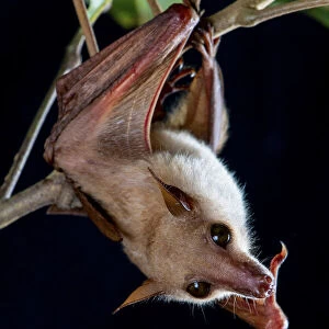 Northern blossom bat (Macroglossus minimus) hanging from a branch, Fogg Dam, Northern Territory, Australia