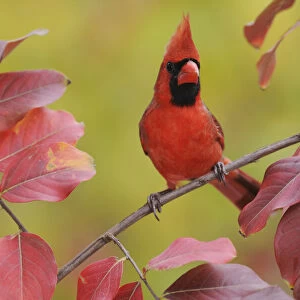 Northern Cardinal (Cardinalis cardinalis) male perched on branch of Crape Myrtle