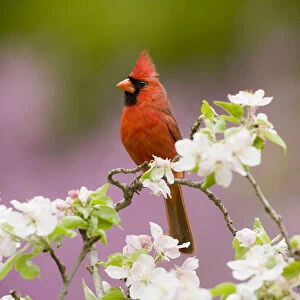 Northern Cardinal (Cardinalis cardinalis), male perched amongst apple blossom, New York