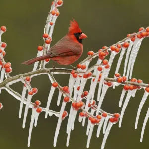 Northern Cardinal (Cardinalis cardinalis), adult male perched on icy branch of Possum Haw Holly Northern Cardinal (Cardinalis cardinalis), adult male perched on icy branch of Possum Haw Holly