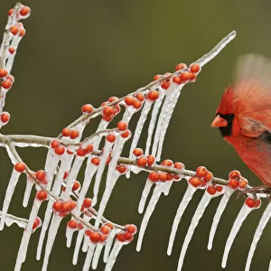 Northern Cardinal (Cardinalis cardinalis), adult male perched on icy branch of Possum Haw Holly
