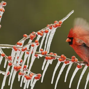 Northern Cardinal (Cardinalis cardinalis), adult male perched on icy branch of Possum Haw Holly