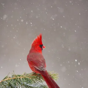 Northern Cardinal (Cardinalis cardinalis) male perched on conifer during snowstorm