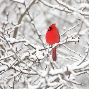 Northern cardinal (Cardinalis cardinalis) male perched amid snow-covered branches, New York, USA, February