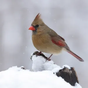 Northern cardinal (Cardinalis cardinalis) female, perched on snow, Maryland, USA. January