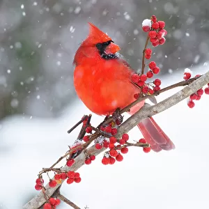 Northern cardinal (Cardinalis cardinalis) male, perched on branch during snow storm, Milford, Connecticut, USA. January