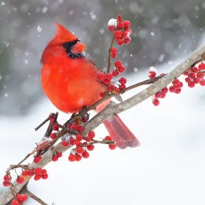Northern Cardinal Print: Male perched on branch amidst snow Northern Cardinal Print: Male perched on branch amidst snow