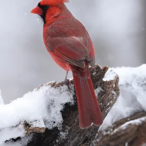Northern cardinal (Cardinalis cardinalis) male, perched in snow, Maryland, USA. January