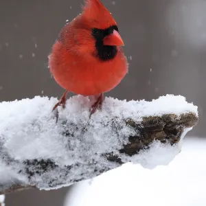 Northern cardinal (Cardinalis cardinalis) male, perched in snow, Maryland, USA. January